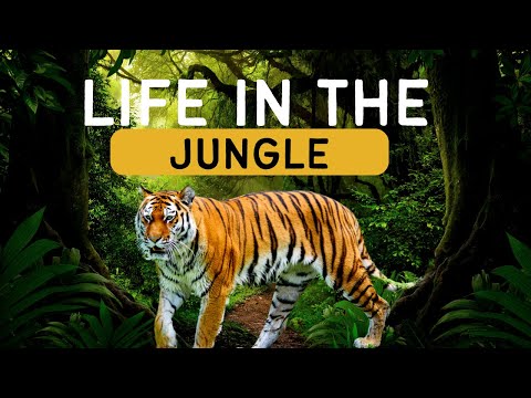 Jungle Animals