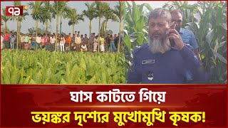 কল্পনাকে হার মানানো বী/ভ/ৎ/স দৃ/শ্য ভুট্টা ক্ষেতে! | News | Ekattor TV