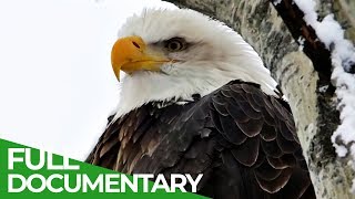 Eagles: The Kings of the Sky | Free Documentary Nature