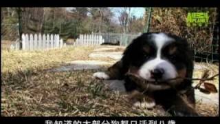 狗狗101---伯恩山犬