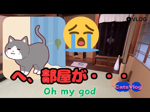 [Cats Vlog] The expensive room...because of the cat😨 #CuteCat #ProtectiveCat #Vlog