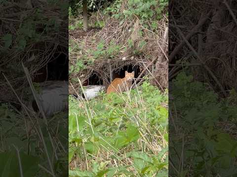 산 고양이