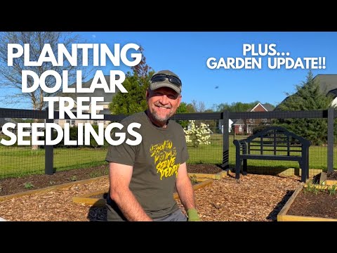 Dollar Tree seedlings in the vegetable garden//Plus spring update