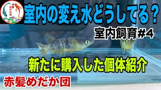 【赤髪めだか団】 室内飼育で水換え時の飼育水どうしてる？　新たに購入した個体紹介だよ‼️