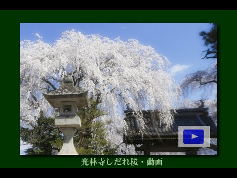 光林寺しだれ桜