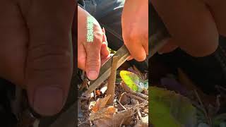 Want Grafting Success? Watch This Now #grafting #plants #garden   #gardenlife #mygarden #trees