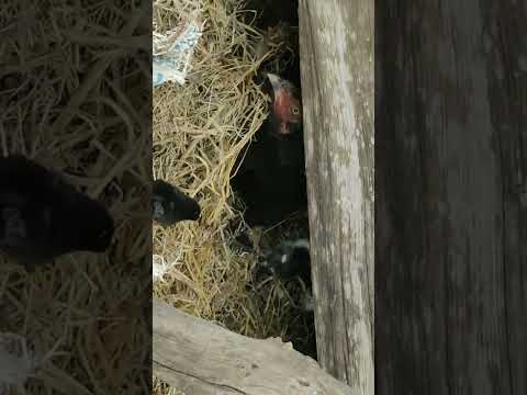 Black Hen With Chicks #Viral #Shorts