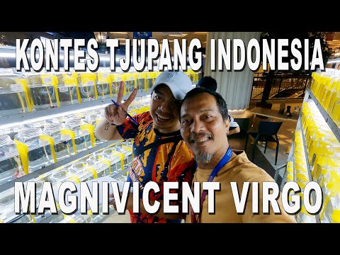 KONTES TJUPANG INDONESIA MAGNEVICENT VIRGO at HARCO GLODOK JAKPUS