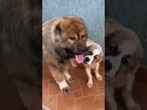 Imported Pedigree male Caucasian shepherd and female puppy available. Contact +233553284056  #dog