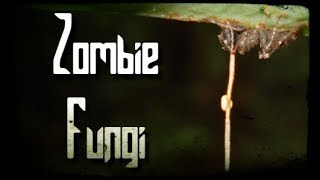 "Zombie Fungi"