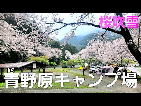 【神奈川県】お花見🌸キャンプ【ソロキャンプ】【春キャンプ】【道志川】