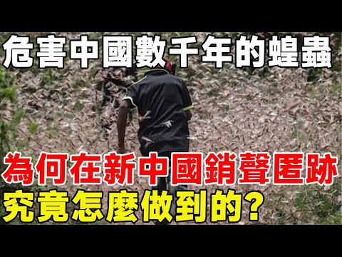 危害中國數千年的蝗蟲，為何在新中國銷聲匿跡，究竟怎麼做到的？#科普頻道 #科普