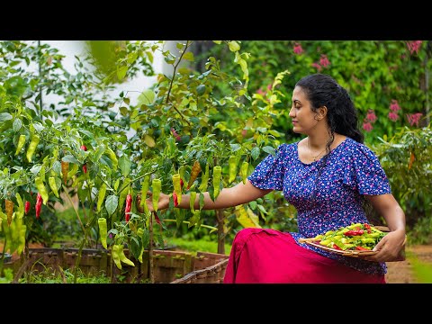 Home garden Capsicum!!.I prepared them in traditional way and my own ways|Poorna-The nature girl |