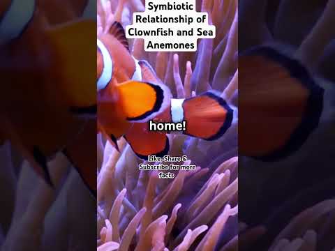 Symbiotic Relationship of Clownfish and Sea Anemones #marine #ytshorts #facts