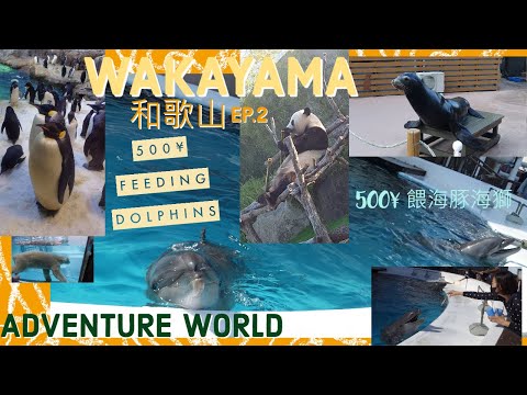 0+3下重遊日本和歌山 WAKAYAMA OCT/2022 EP.2 ADVENTURE WORLD冒險世界 餵海豚海獅 同海豚握手FEEDING & SHAKE HANDS WITH DOLPHIN