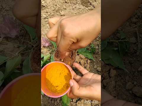 Bougainvillea plant grow with cuttings by using turmeric #bougainvillea #gardening #ideas