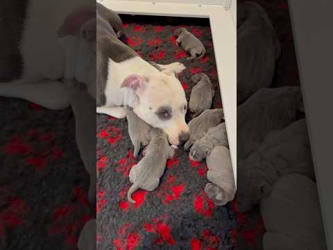 Staffy Mum & her litter of blue Staffordshire bull terrier puppies #puppy #newbornpuppies #cutepups