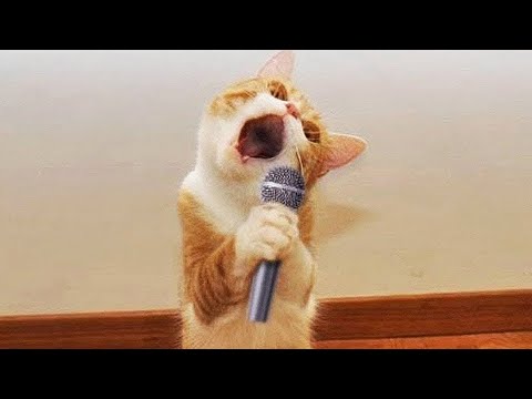 Funniest Animals 2025 🤣🐶😸 | New Funny Cats & Dogs Videos | Try Not to Laugh!