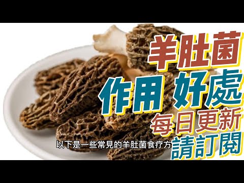 EP143 羊肚菌 morel mushroom 好處與作用 改善免疫 促進消化 健康 養生 天然