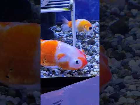 [金魚]　知ってたァ〜　金魚の目　視力　どんなふうに見えるのか？#goidfish