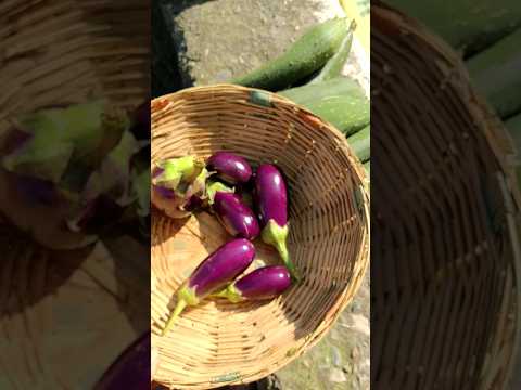 Harvesting of Organic Brinjal #garden #ideas #farming #hindisong