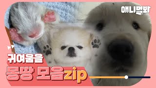 [귀여운동물모음집]💞귀여운 동물 보고 싶은 사람 이 영상이면 다 끝ㅣCute animals binge -watching더보기