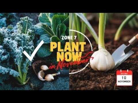 What to Plant in November for a Thriving Zone 7 Garden