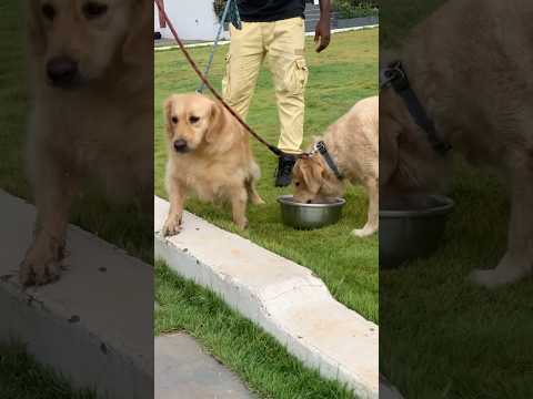 Beautiful Golden Retrievers love to get some water  #goldenretriever #dog #shorts