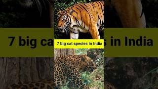 #IndianWildlife: Here are 7 big cats of our land! 🦁🐯 How many have you spotted in a safari?