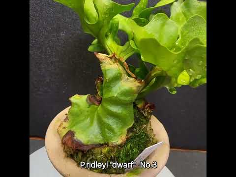 P.ridleyi "dwarf"  No.3