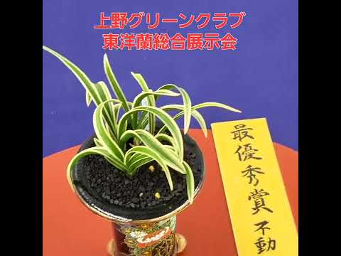 【2023年度秋季 東洋蘭綜合展示会】10月21日22日23日