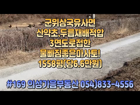 #169 의성가음부동산 시세반값!! 군위군 삼국유사면 산중턱 언덕위 확트인 묵은밭 1558평 1.1억 (당6.6만) 싼땅 전기건축가능 마사토흙 산약초 두릅 염소사육적합 #군위땅