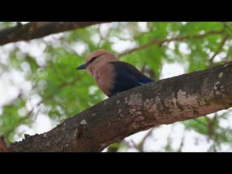 Blue-bellied Roller (Coracias cyanogaster) - Brufut Woods (Gambia) 17-11-2024