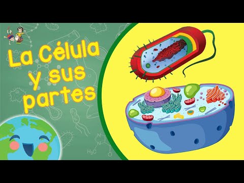 La Célula y sus Partes para Niños (Videos Educativos para Niños)