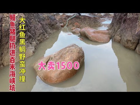 【阿向趕海】大青鰻和豬腿丟進百米海峽坑 紅魚黑鯛四處逃竄抓到爽飛 大賣上千