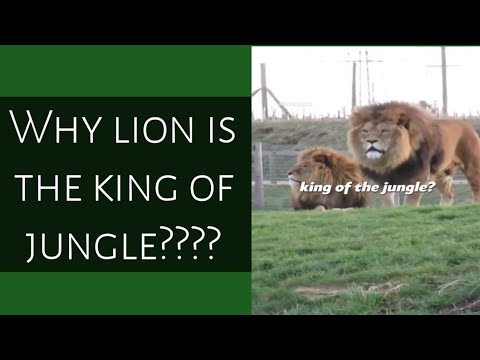 Why lion is the king of jungle#shorts #belion