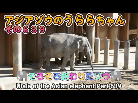 アジアゾウのうららちゃん（６３９）🐘そろそろ終わりだゾウ🐘（東山動植物園）Ulala of the Asian elephant Part 639