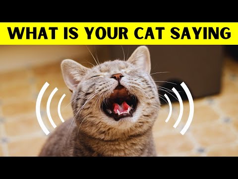 9 Different cat Meows and what they MEAN!