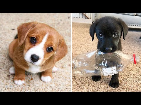 Baby Dogs 🔴 Cute and Funny Dog Videos Compilation #22 | 30 Minutes of Funny Puppy Videos 2021