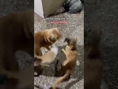 🤣 Dogs Playing Funny Video #hiphop #bodowartke #reimkunst #zungenbrecher4punkt0 #zungenbrecher