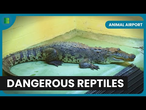 Crocodile Wrangling with Riot Shields - Animal Documentary