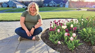 Spring Garden Tour! May 2022 in Zone 6B. Bleeding Hearts, Ground Covers, Sem False Spirea, Tulips!