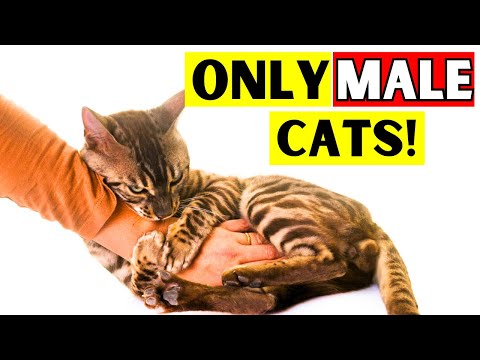 9 Super Weird Things Only MALE Cats Do for You and Why