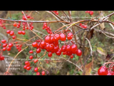 백당나무(Smooth cranberrybush viburnum)