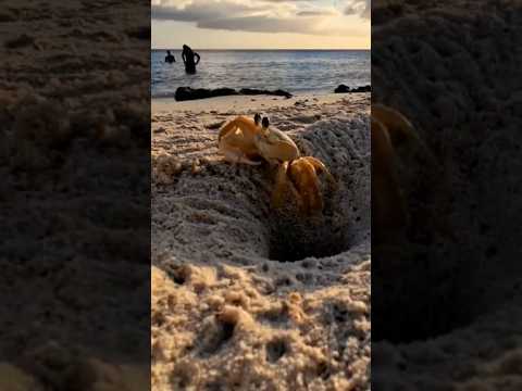 🦀Crab builds his house under the sand #shorts#crab#naturevideos#beach#viral