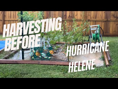 Harvesting Before Hurricane Helene