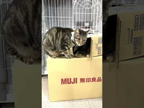 こてつVSパルメザン。#保護猫