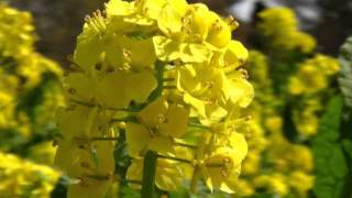 Nanohana (Rapeseed)