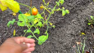 Planting in the rain | #zone7bgardening #blackgirlsgardentoo #growyourownfood