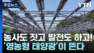 농사도 짓고 발전도 하고...'영농형 태양광'이 뜬다! / YTN